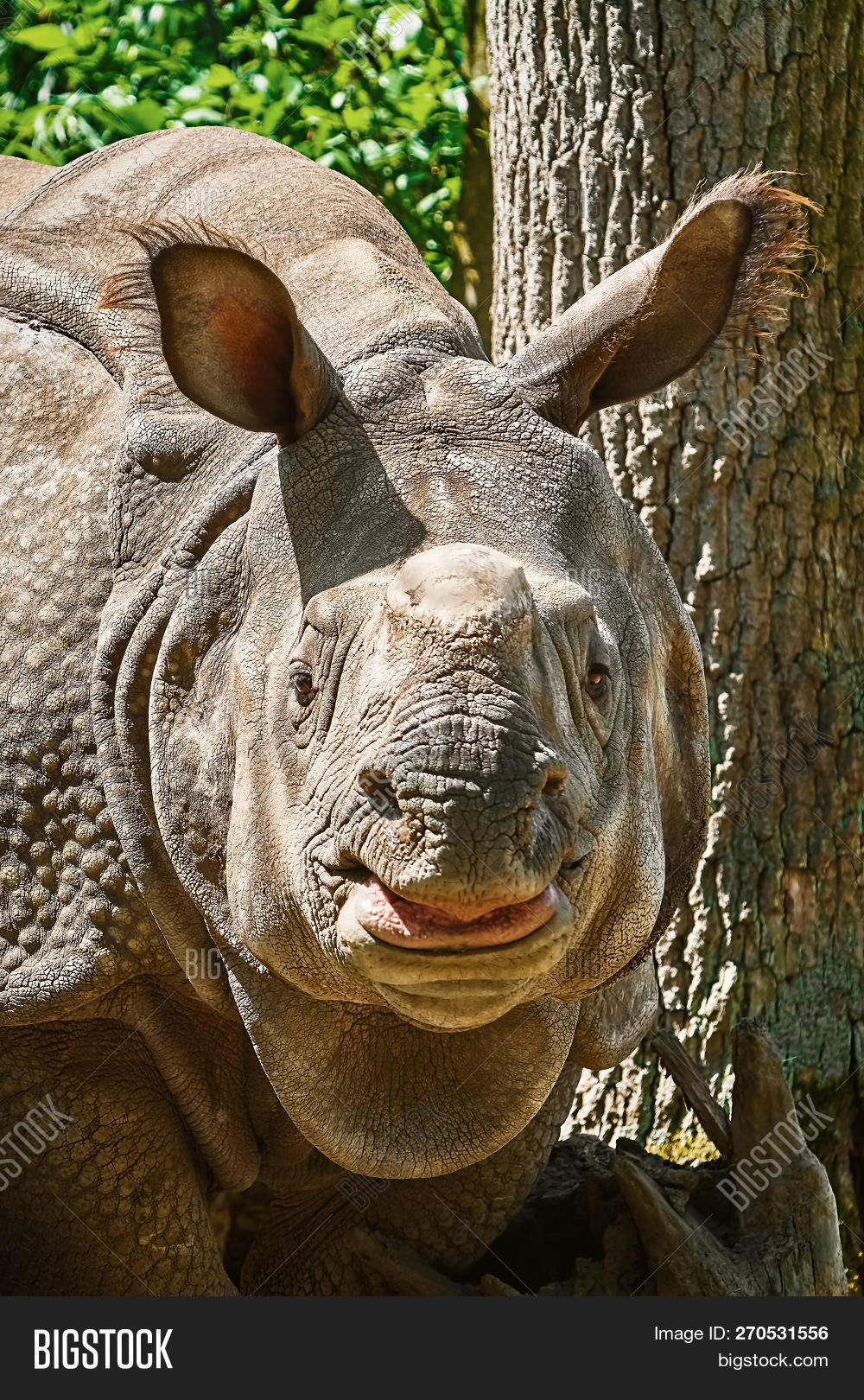 download rhinoceros free trial